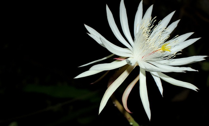 Самые редкие и необычные цветы в мире (20 фото)