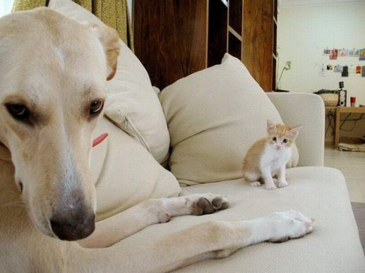Чему равна высота дивана кот и собака