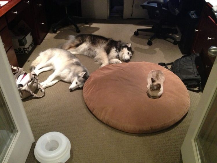 Чему равна высота дивана кот и собака