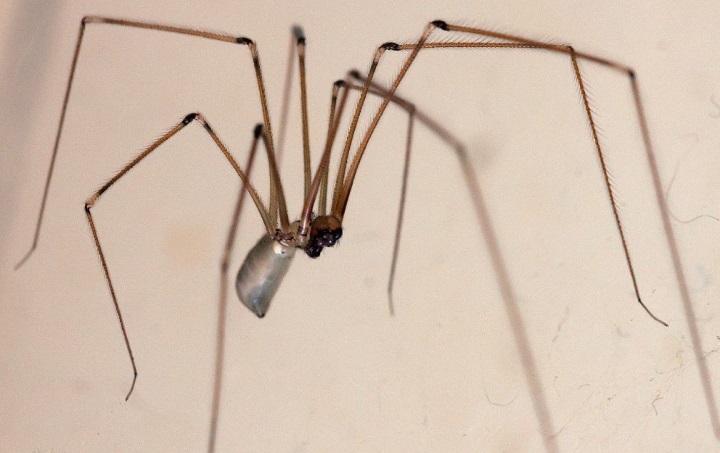 Неприятные соседи: 20 фото насекомых, притаившихся у вас дома