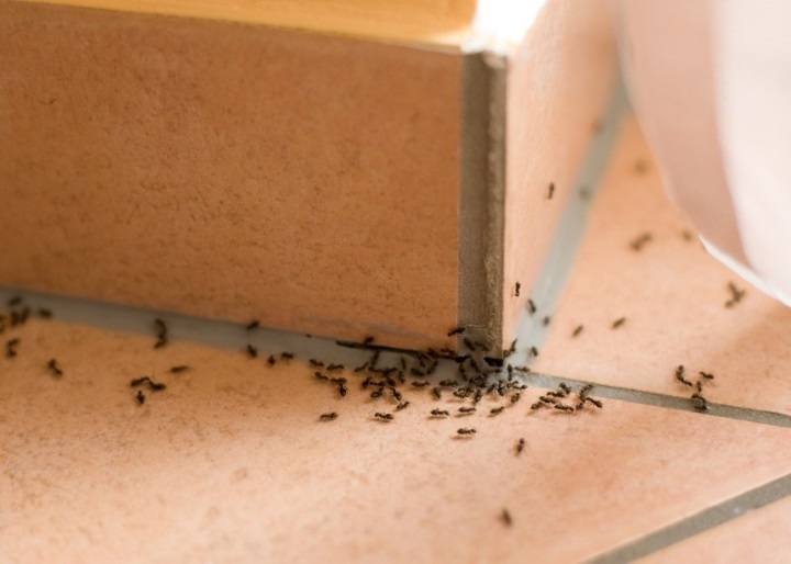 Неприятные соседи: 20 фото насекомых, притаившихся у вас дома