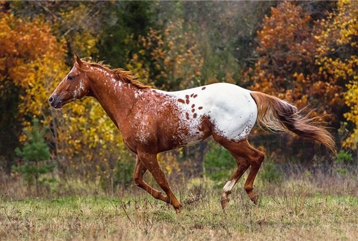 Самые сильные и грациозные породы лошадей, 30 фото