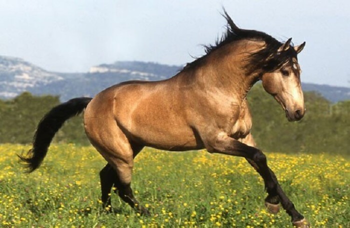 Самые сильные и грациозные породы лошадей, 30 фото