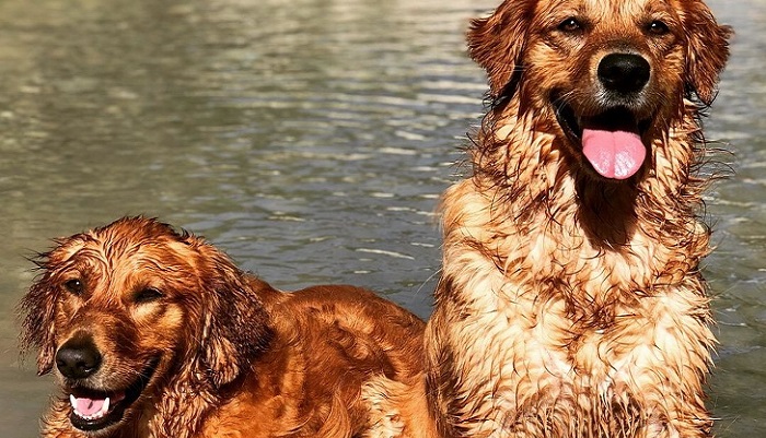 22 фотографии собак, которые подействуют лучше любых антидепрессантов