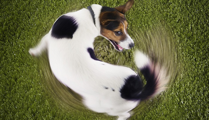 22 фотографии собак, которые подействуют лучше любых антидепрессантов