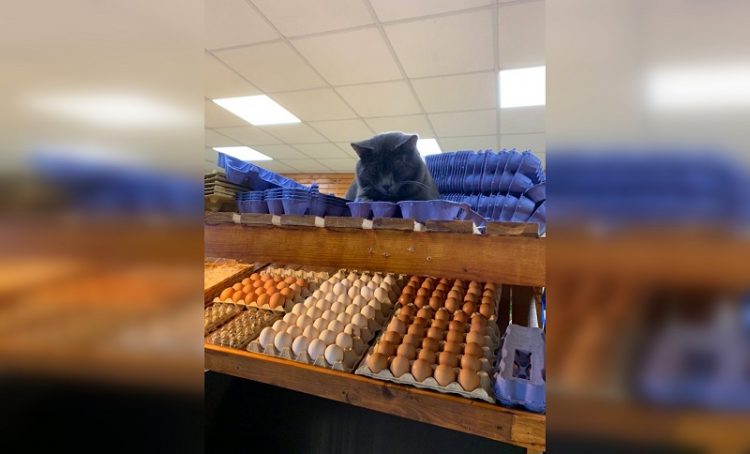 Деловые кошки: 35 усатых владельцев магазинов