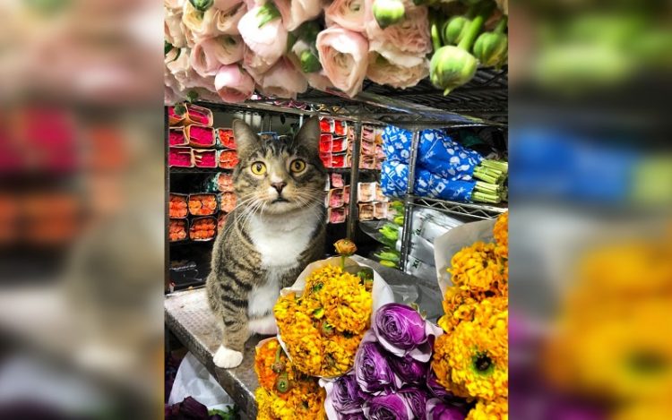 Деловые кошки: 35 усатых владельцев магазинов