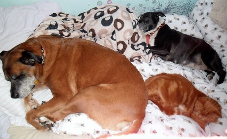 50 собак, бесстыдно захвативших кровати хозяев