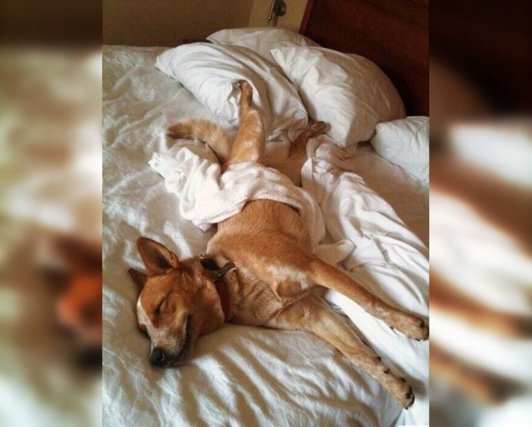 Почему собаки спят на кровати. Кровать для собаки. Собака в постели.