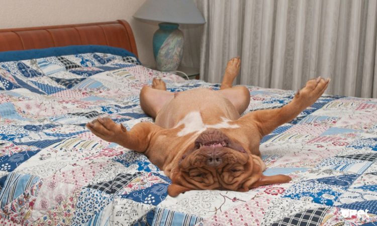 50 собак, бесстыдно захвативших кровати хозяев