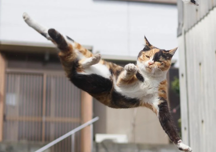 Забавные позы кошек, которые рассмешат вас: 40 прелестных фото