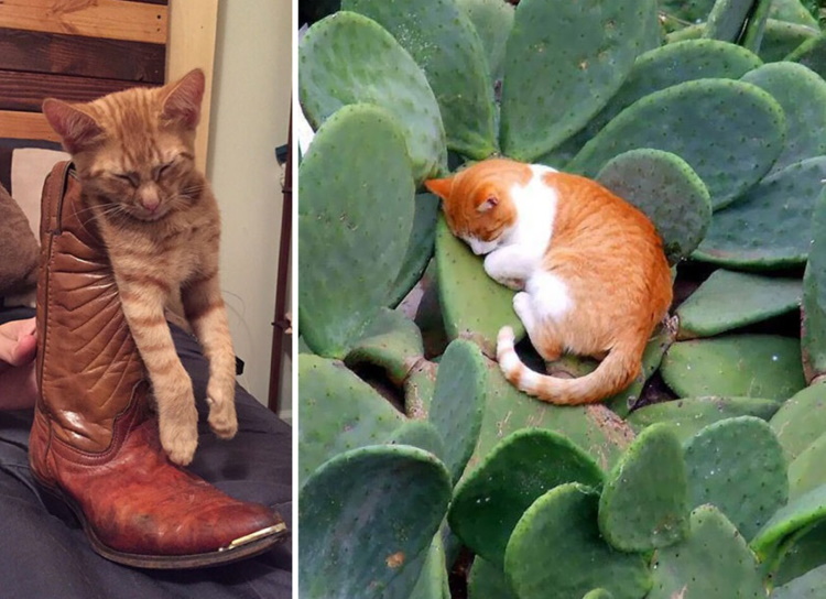 Забавные позы кошек, которые рассмешат вас: 40 прелестных фото