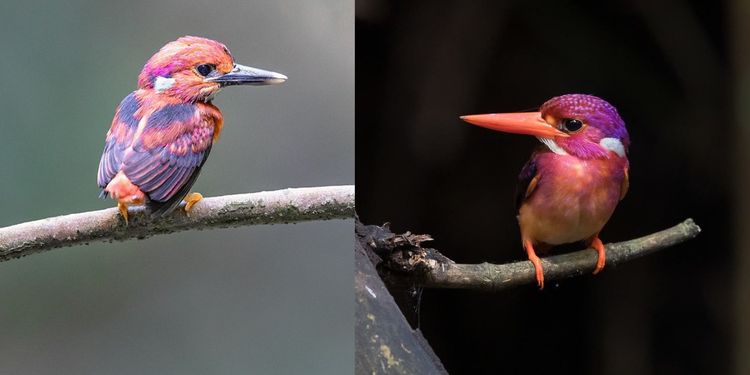 О них вы могли не знать: 30 удивительных и красивых птиц