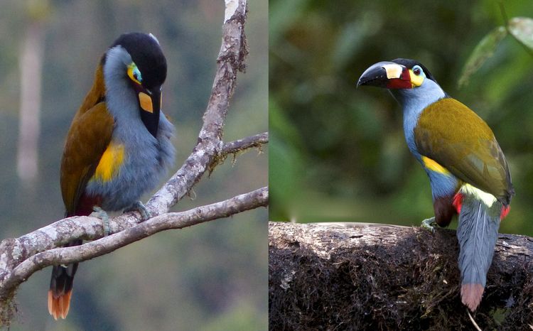 30 Amazing Birds That You Haven't Seen Before