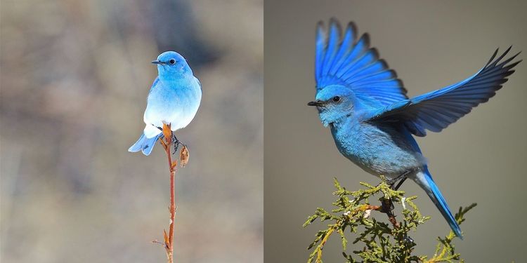 О них вы могли не знать: 30 удивительных и красивых птиц