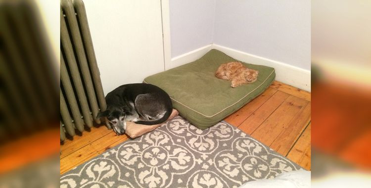 50 грустных собак, чьи кровати теперь принадлежат кошкам