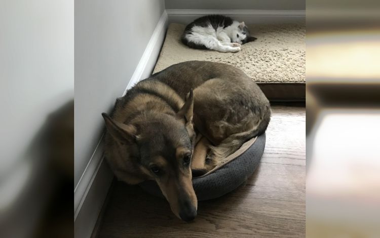 50 грустных собак, чьи кровати теперь принадлежат кошкам