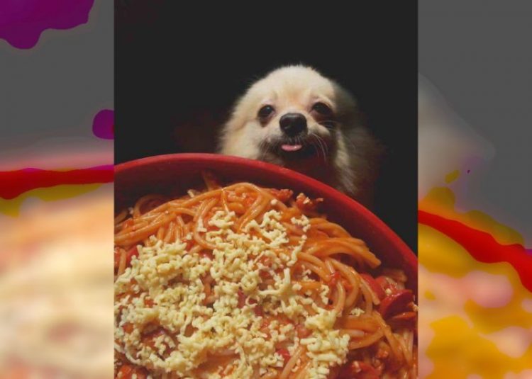 Это нужно видеть: смешные фото животных, смотрящих на еду