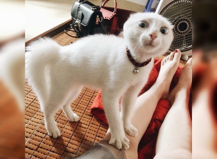 Top Photos of the Funniest Cats Ever