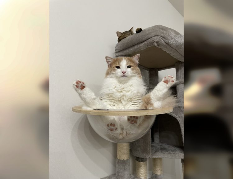 Top Photos of the Funniest Cats Ever