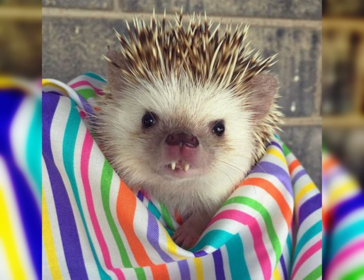 Fur-iously Funny: Hilarious Moments with Adorable Animals