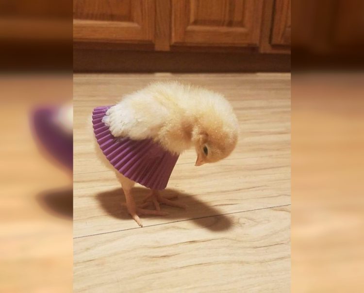 Fur-iously Funny: Hilarious Moments with Adorable Animals