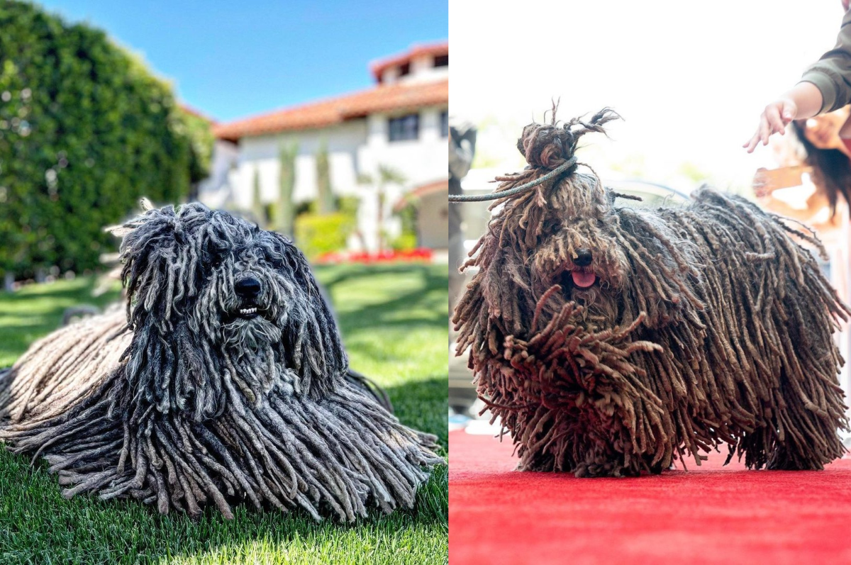 Luxury on Leash: The World's Priciest and Exclusive Pooches