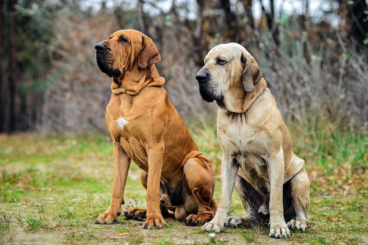 From Protector to Peril: A Closer Look at the Most Menacing Dogs