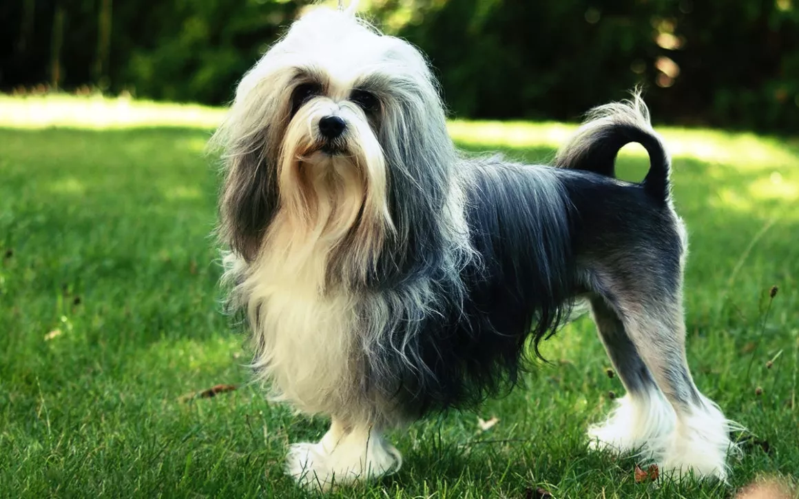 Luxury on Leash: The World's Priciest and Exclusive Pooches