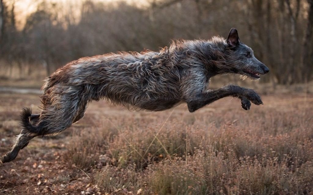 From Protector to Peril: A Closer Look at the Most Menacing Dogs